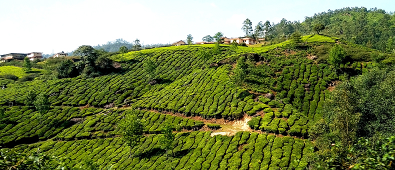 Munnar located in Idukki district of Kerala