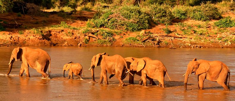 african wildlife safaris, wildlife safaris, kenya wildlife safaris