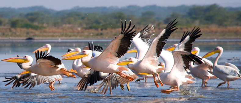 african wildlife safaris, wildlife safaris, kenya wildlife safaris