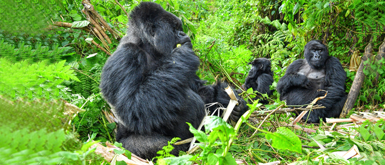 Gorillas safari package