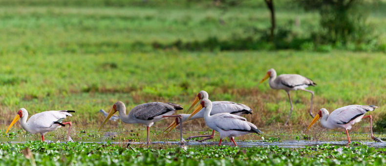 Kenya Tour Packages 