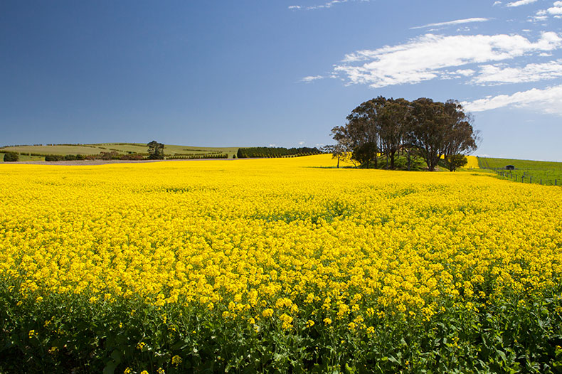 Adelaide & Beyond