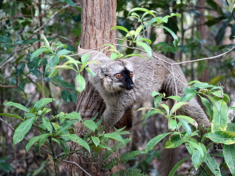 Wild Australia 