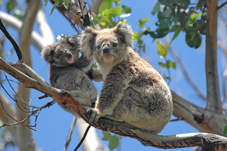 Wild Australia