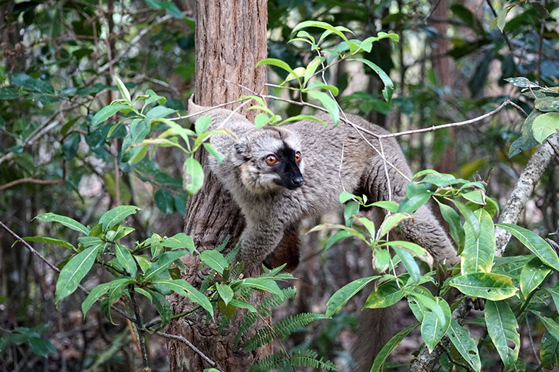 Wild Australia