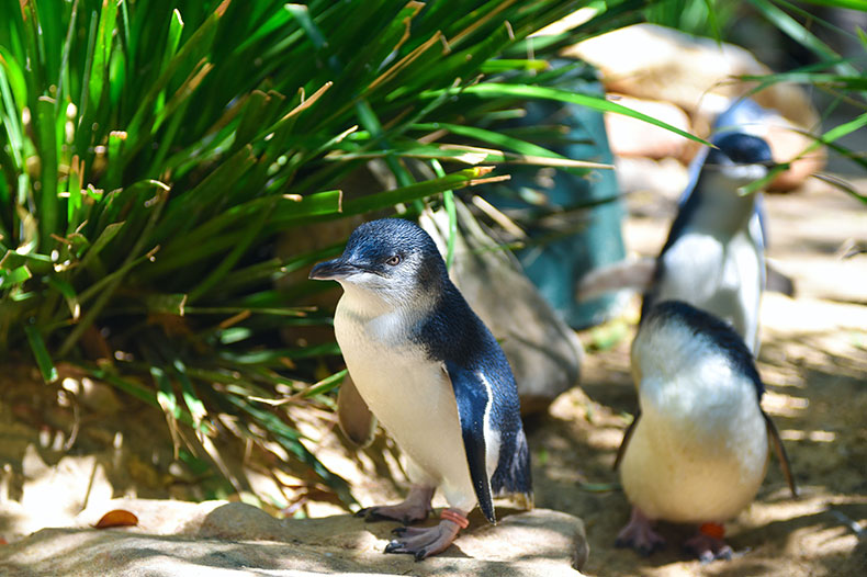 Wild Australia