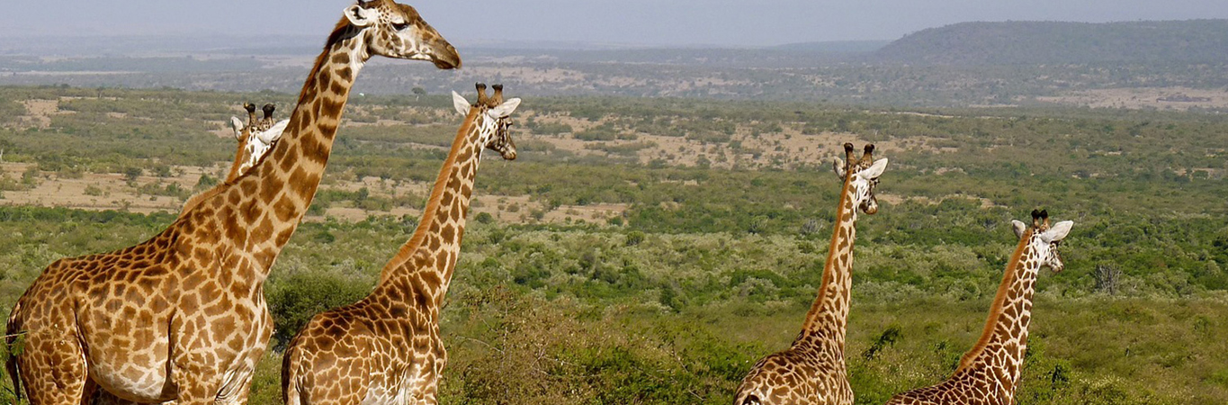 On Safari in Kenya   