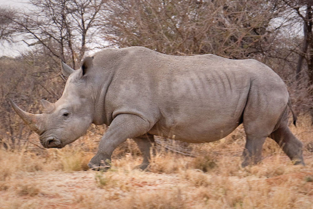 Africa Rustica Safari  