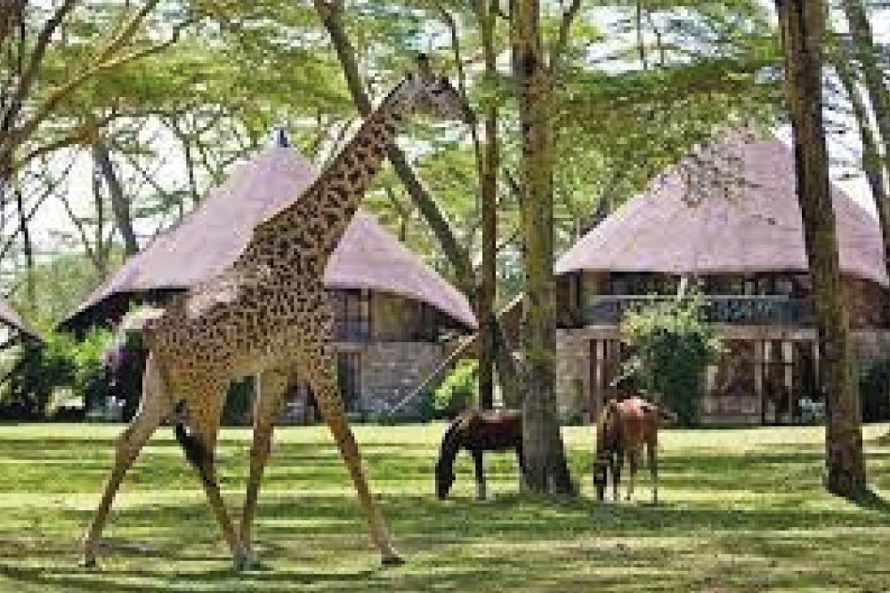 Africa Rustica Safari  