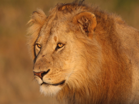 Africa Rustica Safari