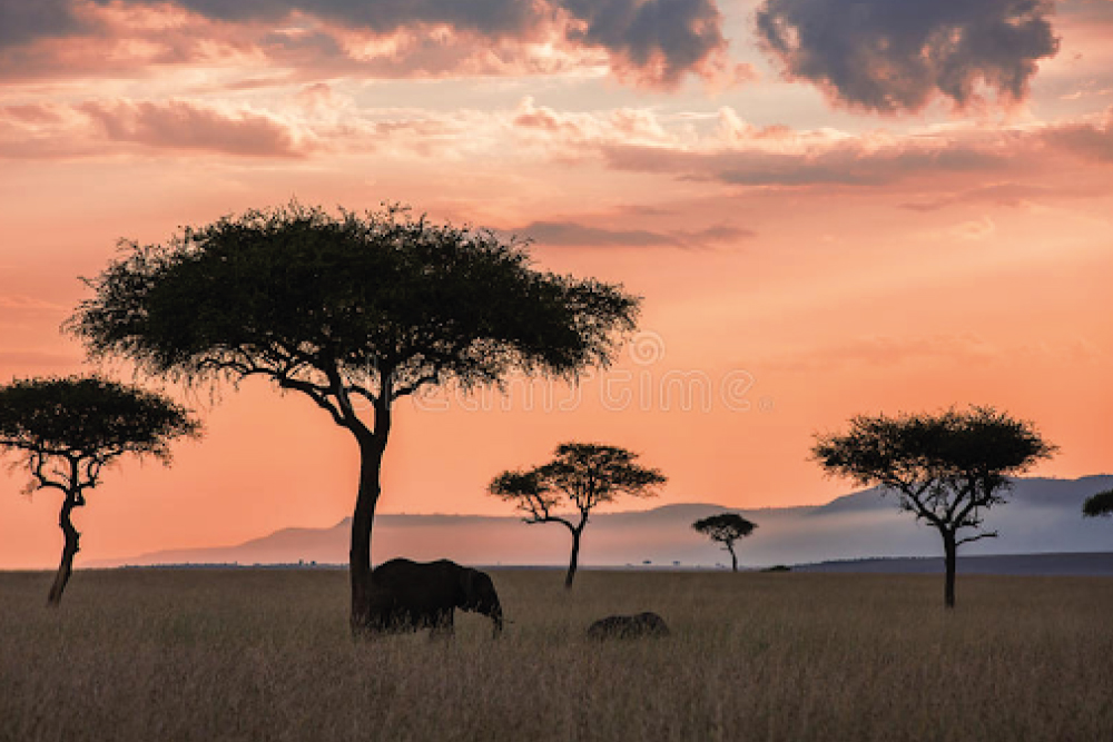African Memoire Safari  