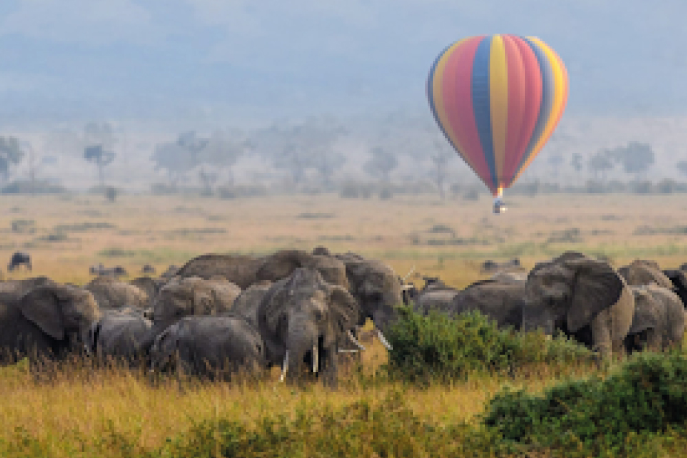 African Memoire Safari  