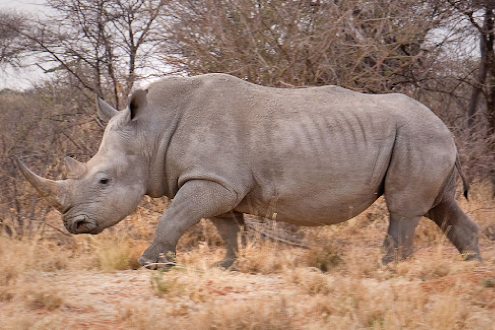 African Memoire Safari  