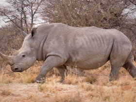 African Memoire Safari