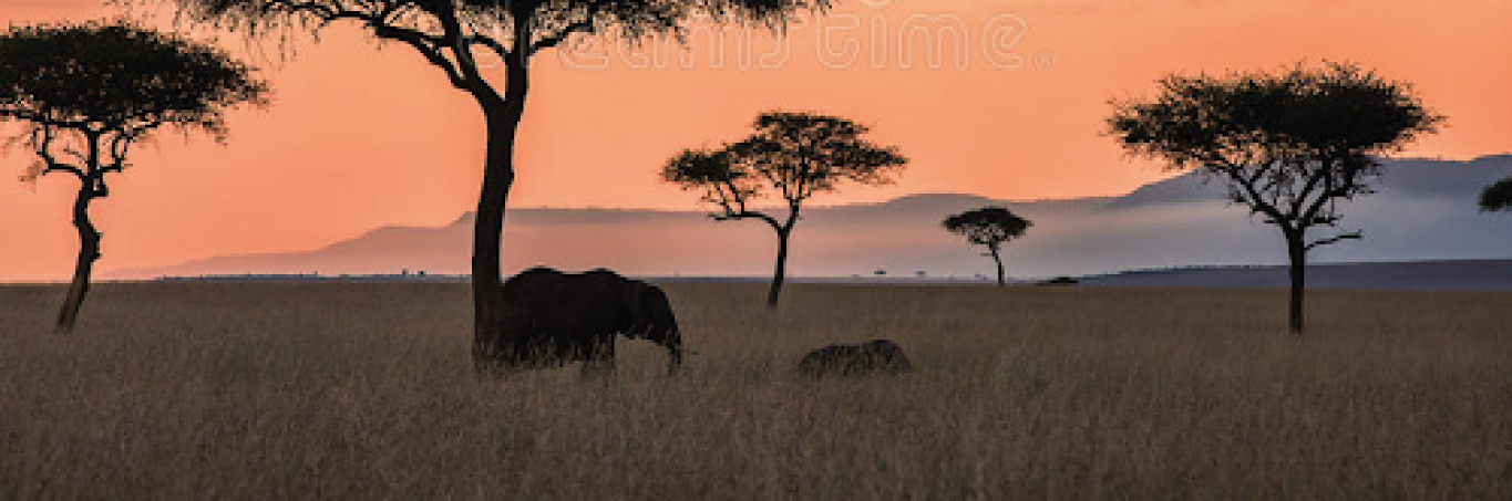 Kenya Adorned Safari  