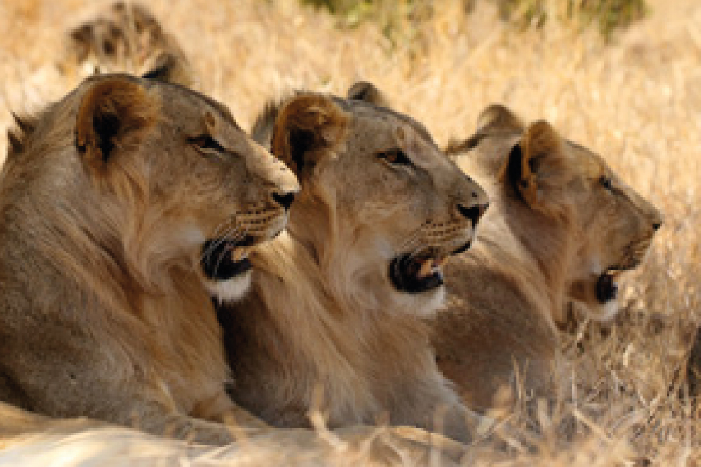 Kenya Adorned Safari  