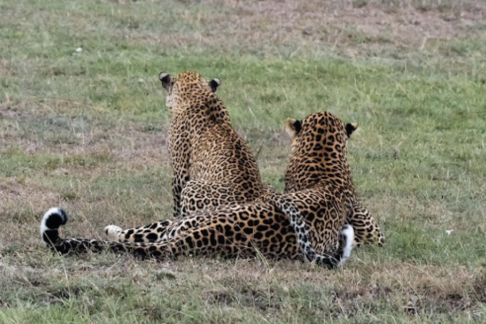 Kenya Adorned Safari  