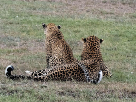 Kenya Adorned Safari