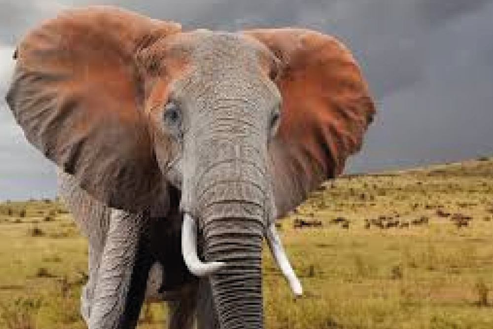 Out of Africa Safari   