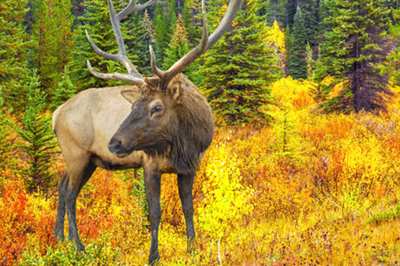 Western Explorer– Via Rail