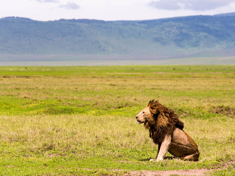 Skysafari Tanzania Classic