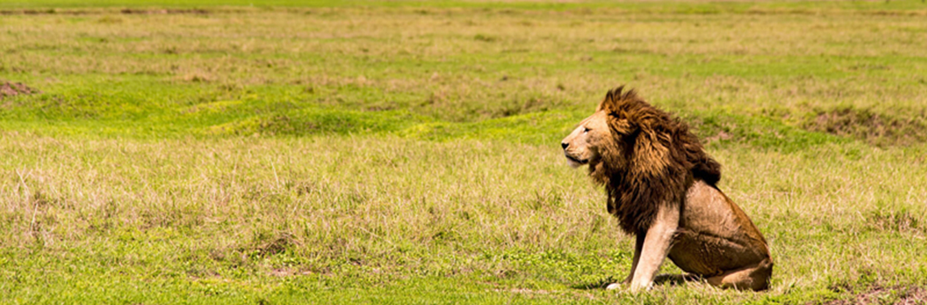 Skysafari Tanzania Classic