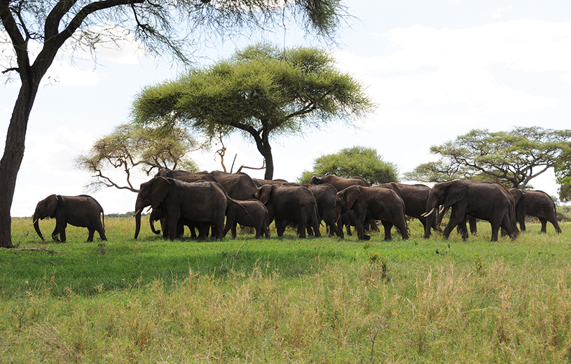 Skysafari Tanzania Classic