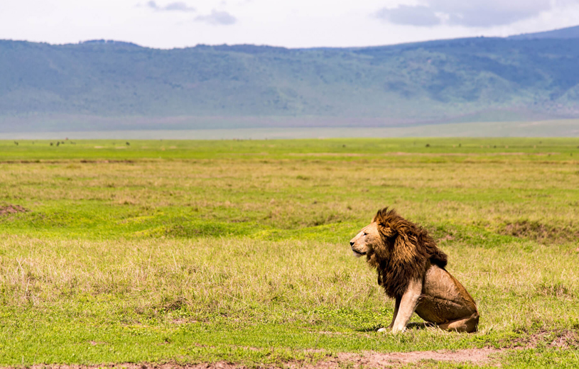 Skysafari Tanzania Classic